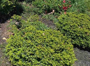 Jt T.'s Leaf Removal service result