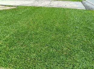 Dimitri W.'s grass cutting service result
