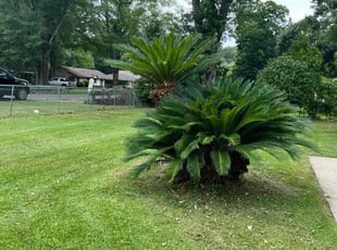 Amanda S.'s lawn maintenance service result