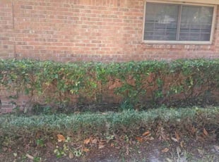Teresita F.'s Bush Trimming service result