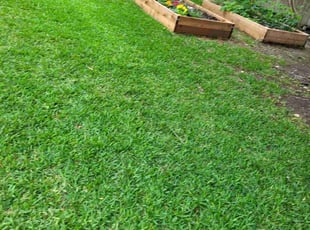 Mike S.'s turf care service result