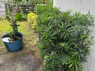 Veronica S.'s Bush Trimming service result