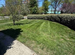 Trish B.'s turf maintenance service result