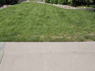 Katharine D.'s turf care service result