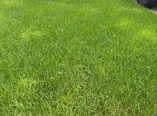 Rhylee L.'s turf maintenance service result