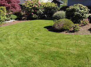 Trilby J.'s grass maintenance service result