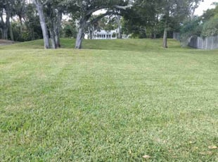 Frances B.'s lawn service service result