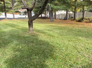 John C.'s turf care service result