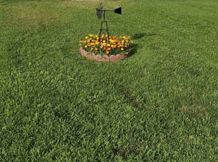 Sharon M.'s grass cutting service result