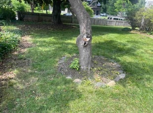 Christine M.'s lawn service service result