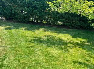 Andrea H.'s lawn care services service result