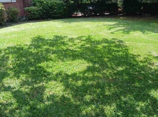 Zach F.'s lawn maintenance service result