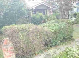 Anita M.'s Bush Trimming service result