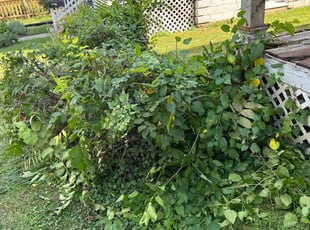 Derricka R.'s Bush Trimming service result