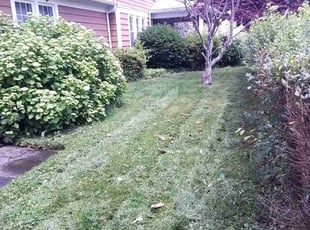 Tom H.'s turf care service result
