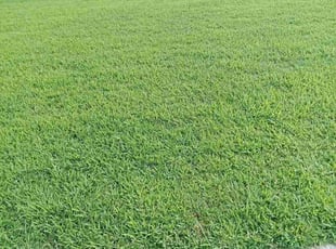 Ashur Y.'s grass cutting service result