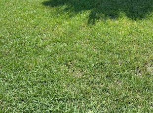 Al B.'s grass cutting service result