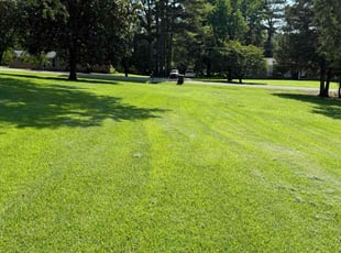 Mary P.'s lawn care service result