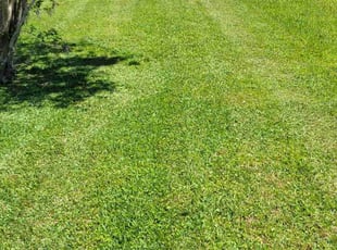 Isaiah M.'s yard service service result