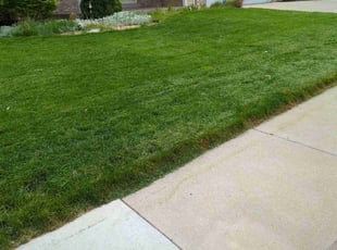 Michael T.'s lawn care service result