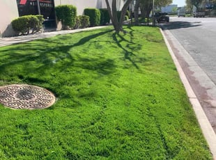 Suzanne Z.'s lawn care service result