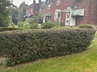 Maritza T.'s lawn service service result