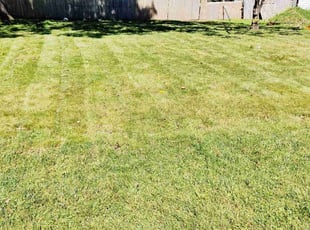 Glenroy S.'s grass maintenance service result