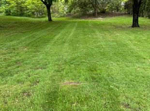 Frank S.'s turf care service result