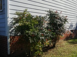 Chardae J.'s Bush Trimming service result