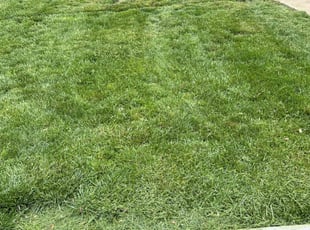 Darrel M.'s turf care service result