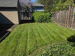Amit T.'s turf maintenance service result