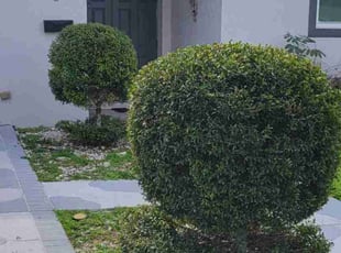 Kathleen D.'s Bush Trimming service result