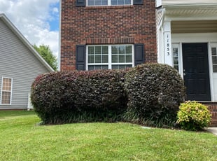 Kelvin S.'s Bush Trimming service result