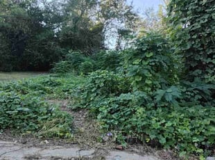 Therisa M.'s Long Grass Cleanup service result