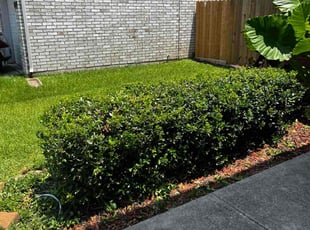 Pamela W.'s Bush Trimming service result