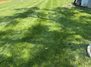 Jason B.'s grass cutting service result
