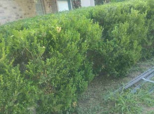 Nicole S.'s Bush Trimming service result
