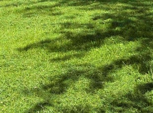 Maria H.'s lawn service service result