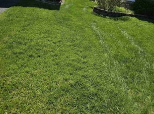 Barbara A.'s landscaping service result