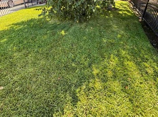 Dheeraj M.'s grass maintenance service result