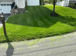 Saban T.'s grass maintenance service result