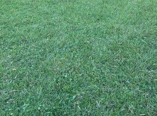 Debbie R.'s turf care service result