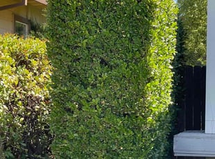 Calvin A.'s Bush Trimming service result