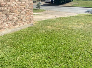 Roman J.'s turf care service result