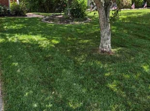 Kevin M.'s grass maintenance service result