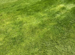 George C.'s grass cutting service result