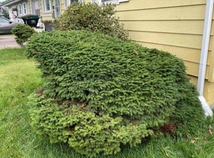 Rick D.'s Bush Trimming service result