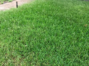 Nicole C.'s grass cutting service result