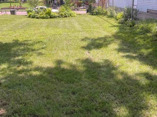 Caitlin H.'s grass maintenance service result