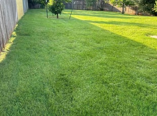 Patty H.'s yard care service result
